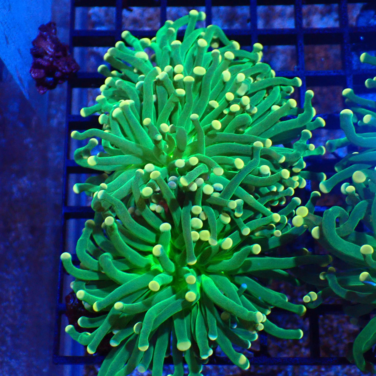 Torch Coral AA001 | Fimbriaphyllia glabrescens - Red Sea 20K LED