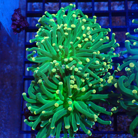 Torch Coral AA001 | Fimbriaphyllia glabrescens - Red Sea 20K LED