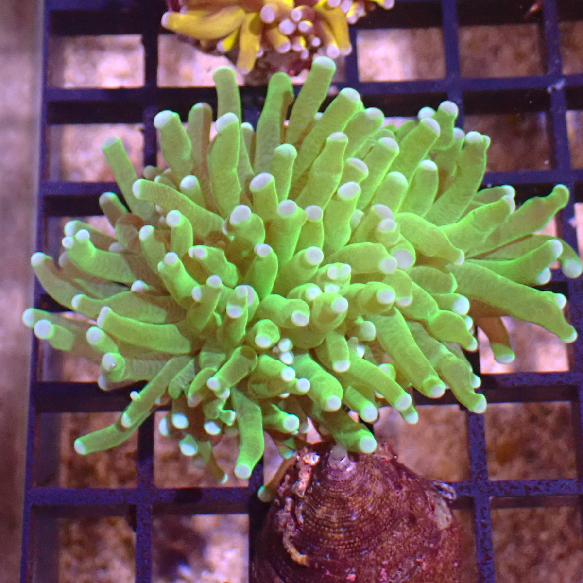 Torch Coral AA002 | Fimbriaphyllia glabrescens - Red Sea 15K