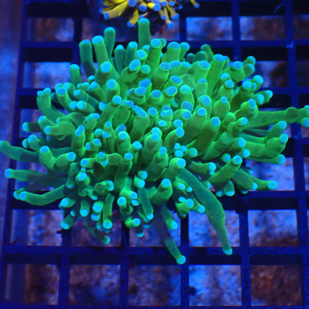 Torch Coral AA002 | Fimbriaphyllia glabrescens - Red Sea 20K LED