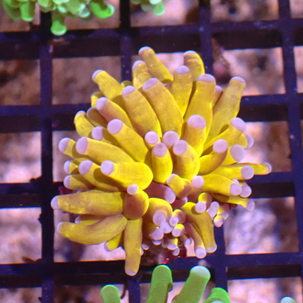 Torch Coral AA003 | Fimbriaphyllia glabrescens - Red Sea 15K