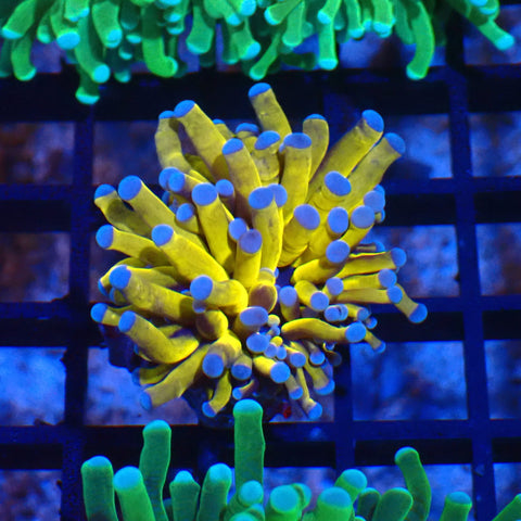 Torch Coral AA003 | Fimbriaphyllia glabrescens - Red Sea 20K LED