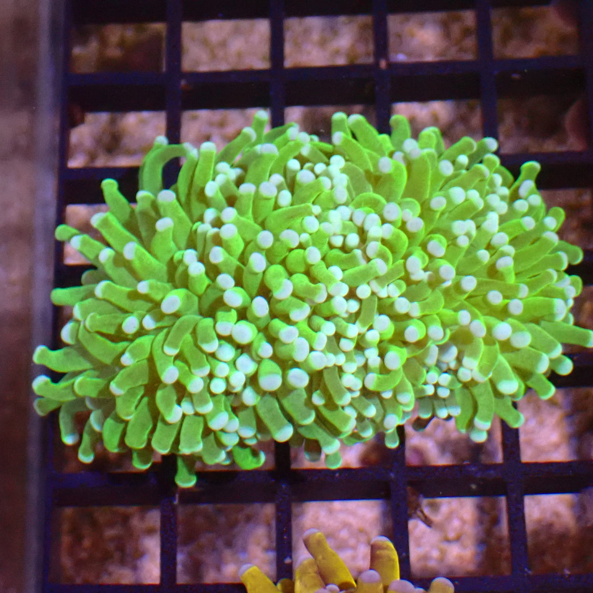 Torch Coral AA004 | Fimbriaphyllia glabrescens at ← Red Sea 15k