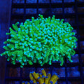 Torch Coral AA004 | Fimbriaphyllia glabrescens - Red Sea 20K LED