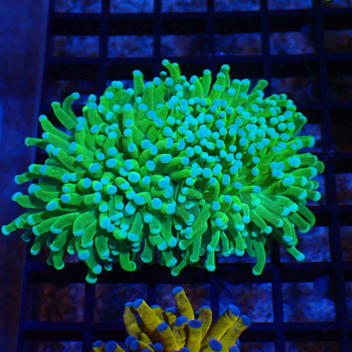 Torch Coral AA004 | Fimbriaphyllia glabrescens at Red Sea 20k →
