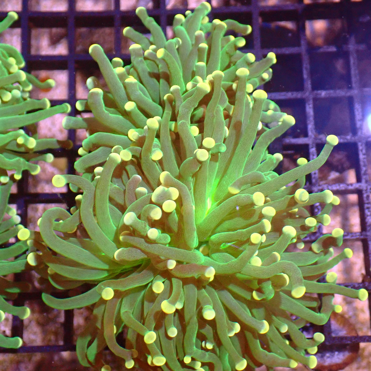 Torch Coral AA005 | Fimbriaphyllia glabrescens - Red Sea 15K