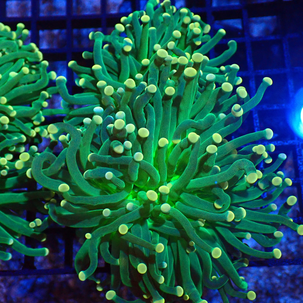 Torch Coral AA005 | Fimbriaphyllia glabrescens at Red Sea 20k →