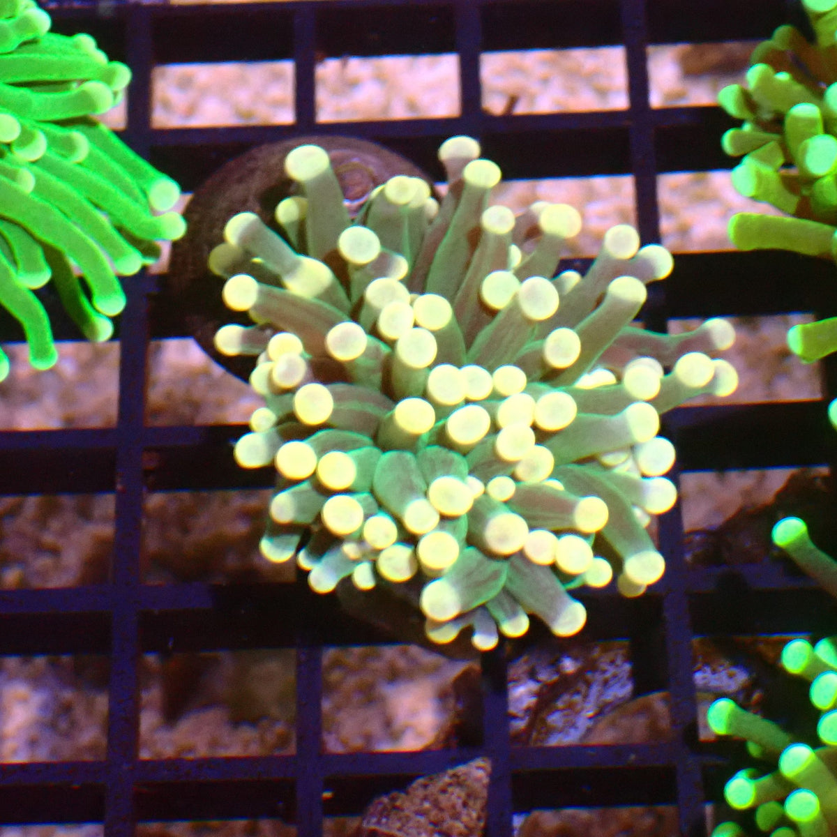 Torch Coral AA006 | Fimbriaphyllia glabrescens at ← Red Sea 15k