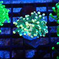 Torch Coral AA006 | Fimbriaphyllia glabrescens - Red Sea 20K LED