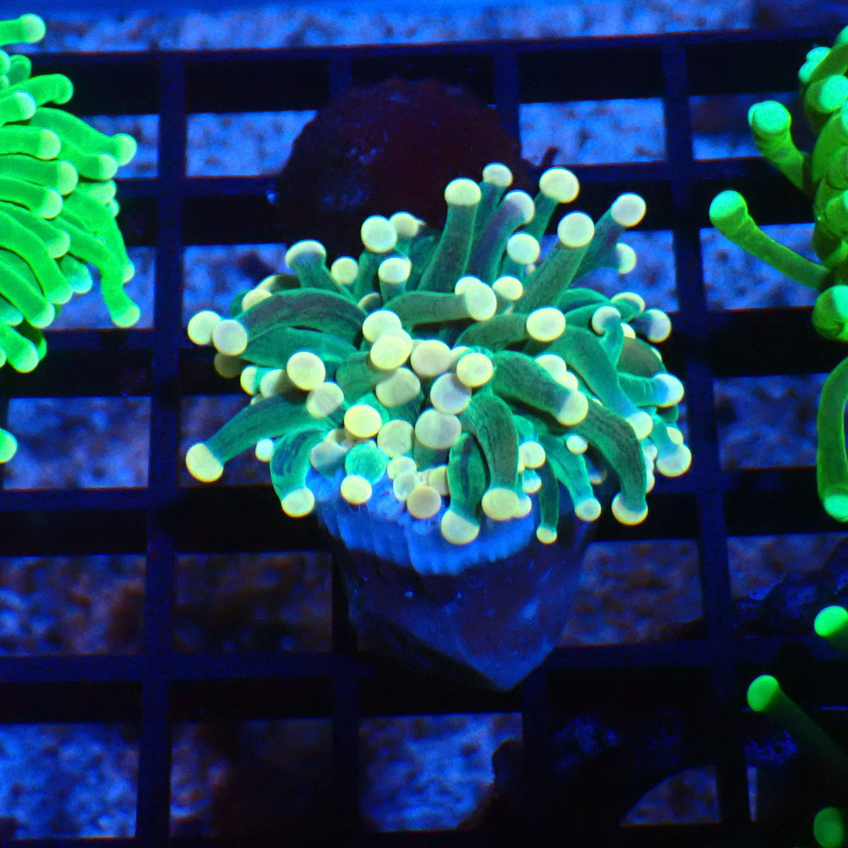 Torch Coral AA006 | Fimbriaphyllia glabrescens at Red Sea 20k →