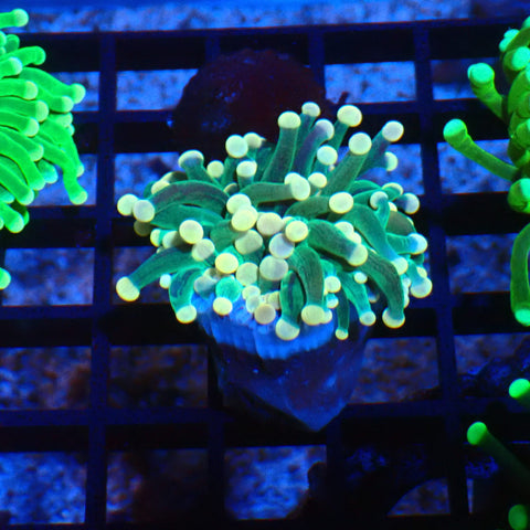 Torch Coral AA006 | Fimbriaphyllia glabrescens - Red Sea 20K LED
