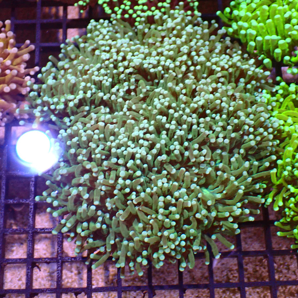 Torch Coral AA007 | Fimbriaphyllia glabrescens - Red Sea 15K