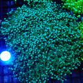 Torch Coral AA007 | Fimbriaphyllia glabrescens - Red Sea 20K LED