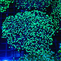 Torch Coral AA008 | Fimbriaphyllia glabrescens - Red Sea 20K LED