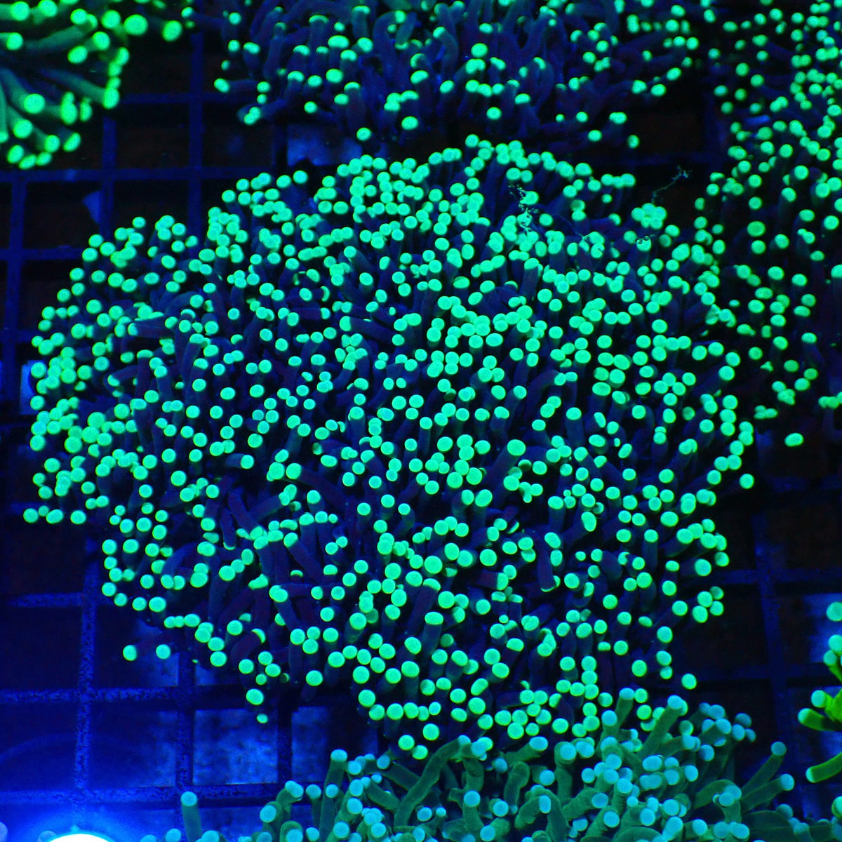 Torch Coral AA008 | Fimbriaphyllia glabrescens - Red Sea 20K LED