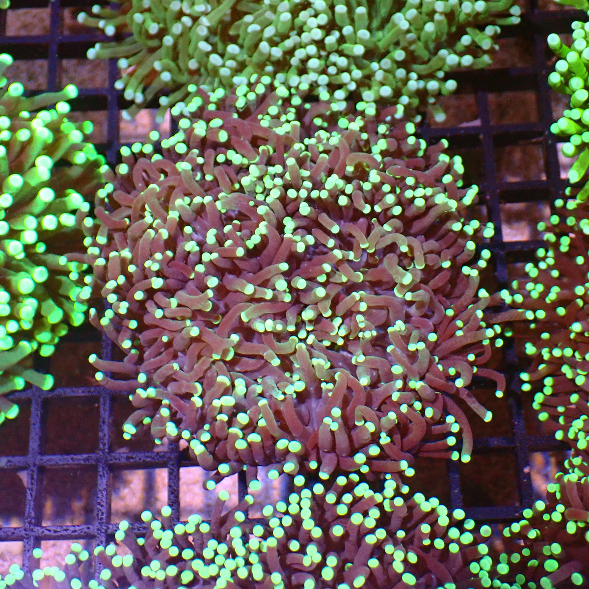 Torch Coral AA009 | Fimbriaphyllia glabrescens at ← Red Sea 15k