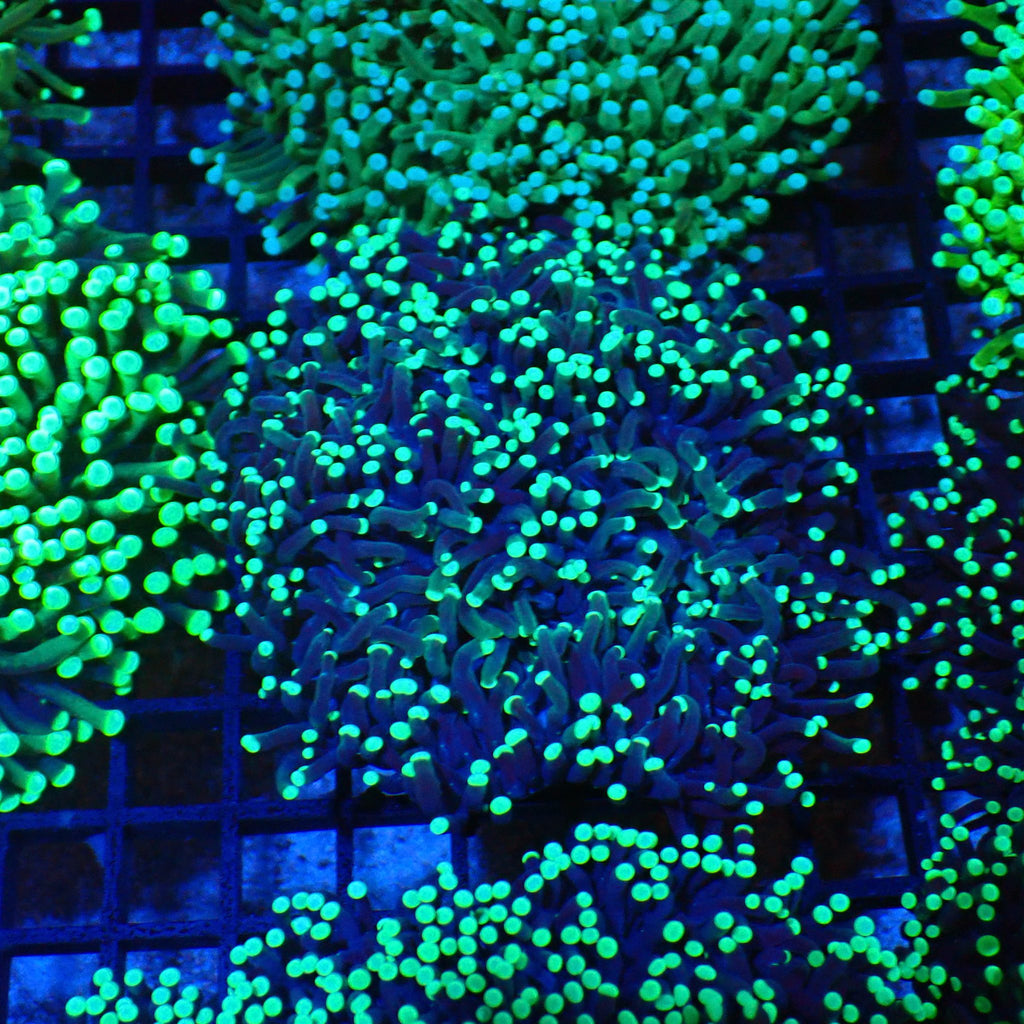 Torch Coral AA009 | Fimbriaphyllia glabrescens - Red Sea 20K LED