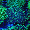 Torch Coral AA009 | Fimbriaphyllia glabrescens - Red Sea 20K LED