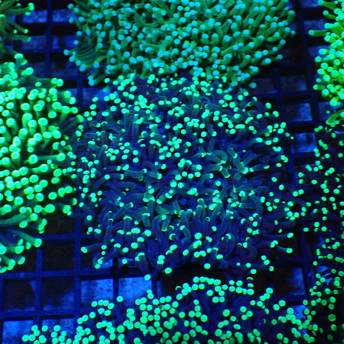 Torch Coral AA009 | Fimbriaphyllia glabrescens at Red Sea 20k →