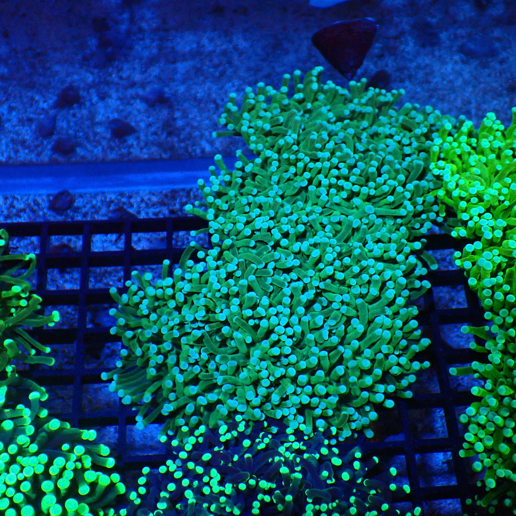 Torch Coral AA010 | Fimbriaphyllia glabrescens - Red Sea 20K LED