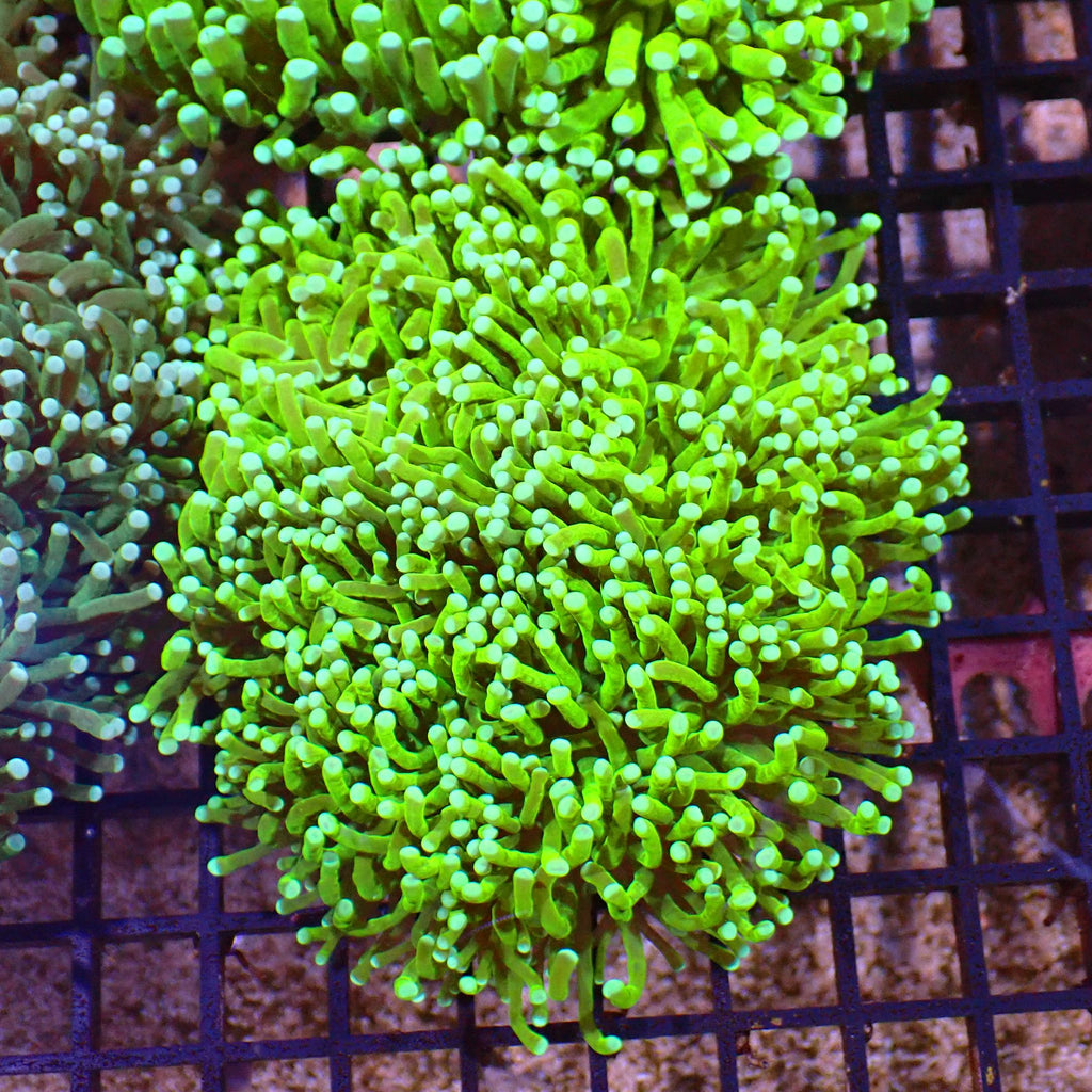 Torch Coral AA011 | Fimbriaphyllia glabrescens - Red Sea 15K