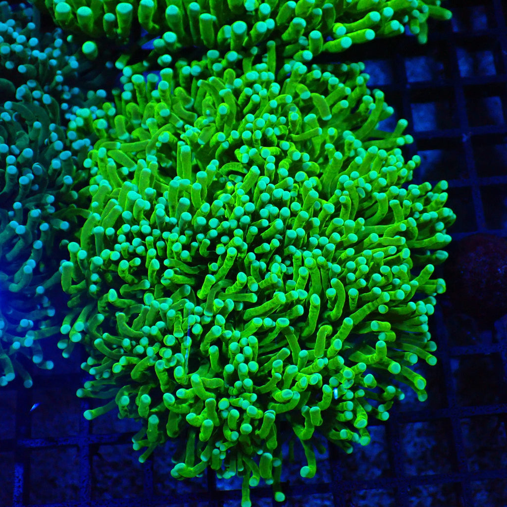 Torch Coral AA011 | Fimbriaphyllia glabrescens - Red Sea 20K LED