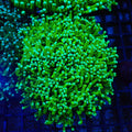 Torch Coral AA011 | Fimbriaphyllia glabrescens - Red Sea 20K LED