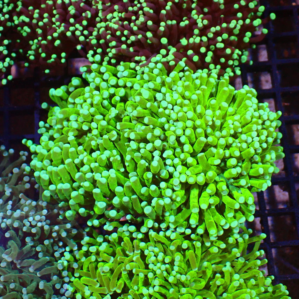 Torch Coral AA012 | Fimbriaphyllia glabrescens - Red Sea 15K