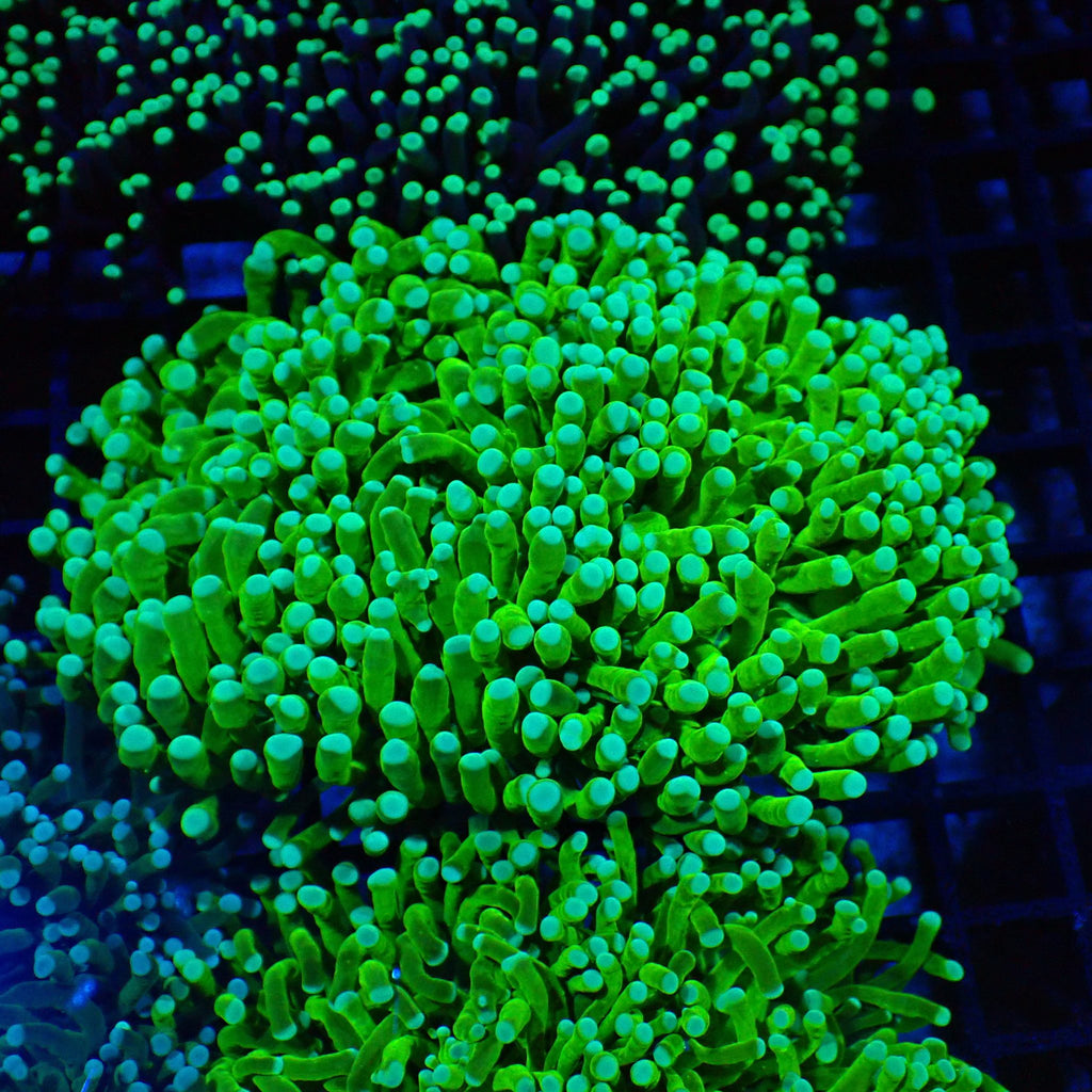 Torch Coral AA012 | Fimbriaphyllia glabrescens - Red Sea 20K LED