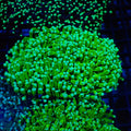 Torch Coral AA012 | Fimbriaphyllia glabrescens - Red Sea 20K LED