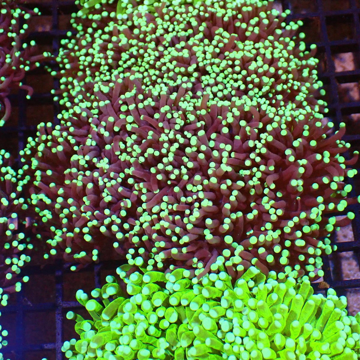 Torch Coral AA013 | Fimbriaphyllia glabrescens at ← Red Sea 15k