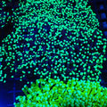 Torch Coral AA013 | Fimbriaphyllia glabrescens - Red Sea 20K LED