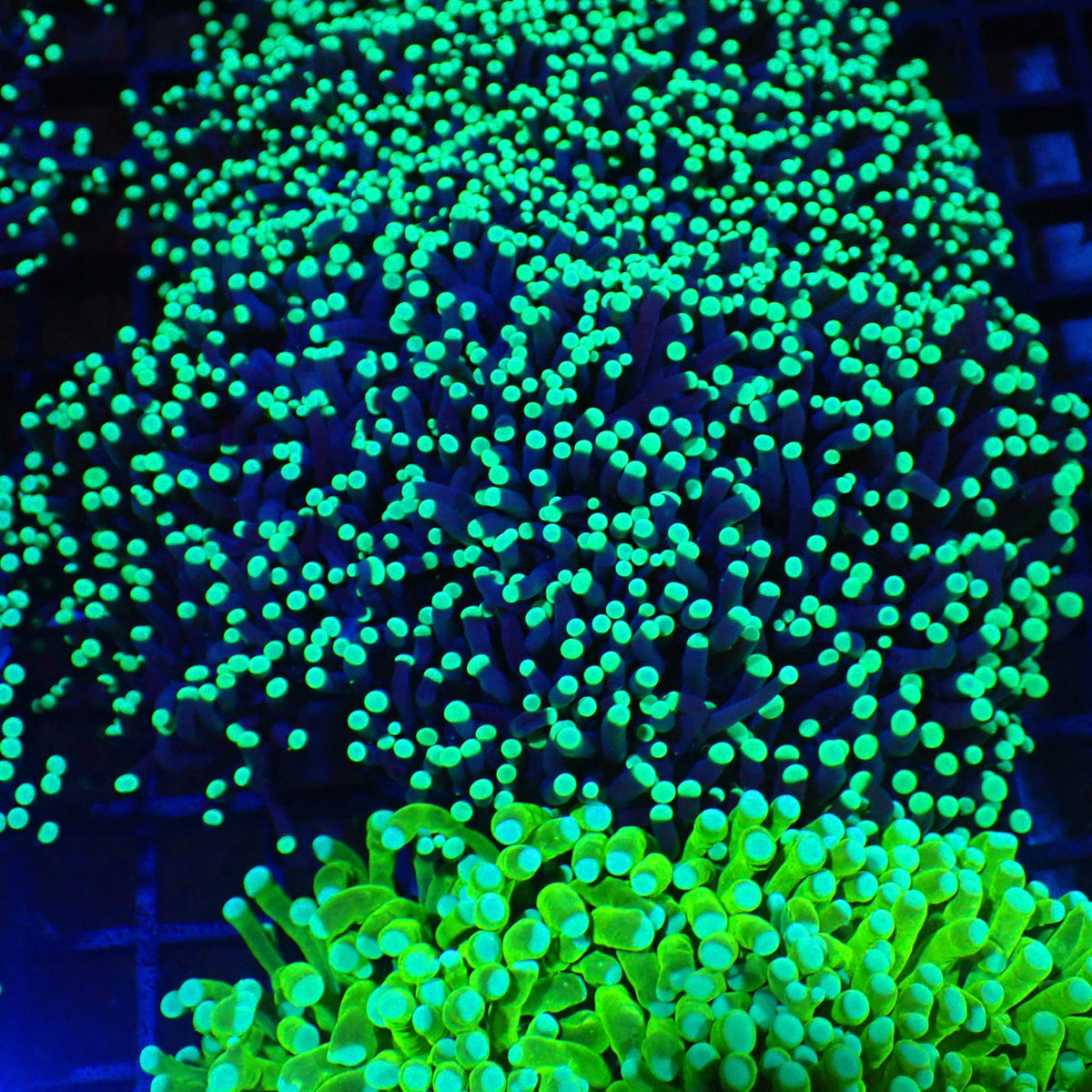 Torch Coral AA013 | Fimbriaphyllia glabrescens at Red Sea 20k →