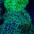 Torch Coral AA014 | Fimbriaphyllia glabrescens - Red Sea 20K LED