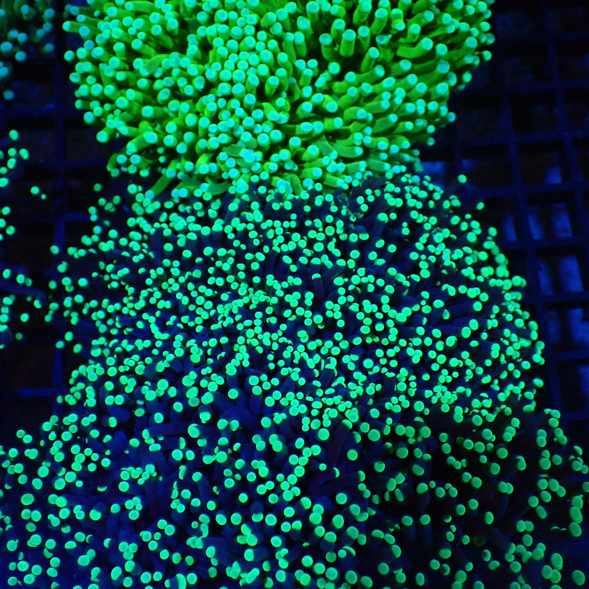 Torch Coral AA014 | Fimbriaphyllia glabrescens at Red Sea 20k →