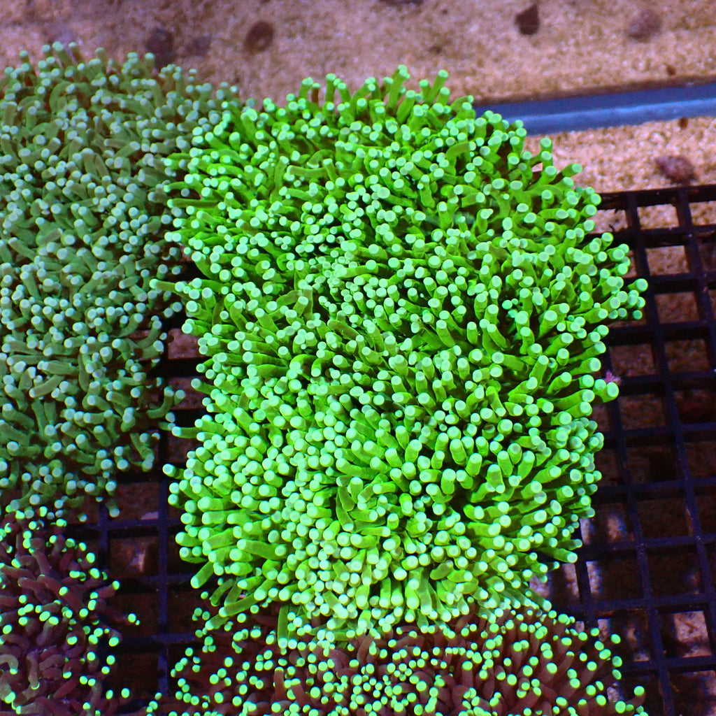 Torch Coral AA015 | Fimbriaphyllia glabrescens - Red Sea 15K