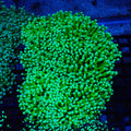 Torch Coral AA015 | Fimbriaphyllia glabrescens - Red Sea 20K LED