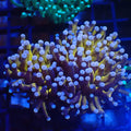 Torch Coral AA016 | Fimbriaphyllia glabrescens