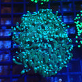 Torch Coral AA017 | Fimbriaphyllia glabrescens