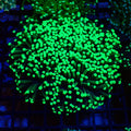 Torch Coral AA018 | Fimbriaphyllia glabrescens