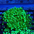 Torch Coral AA019 | Fimbriaphyllia glabrescens