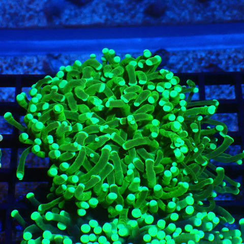 Torch Coral AA019 | Fimbriaphyllia glabrescens