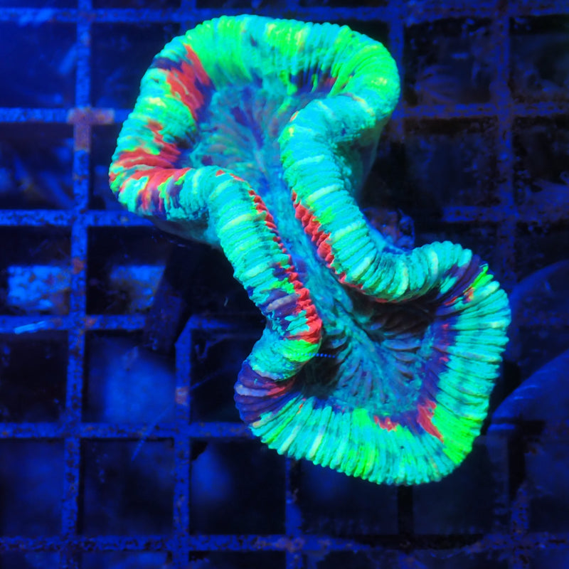 Trachyphyllia Open Brain AA01 Trachyphyllia geoffroyi TR8300001