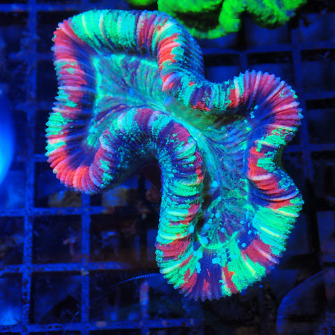 Trachyphyllia (Open Brain) AA002 | Trachyphyllia geoffroyi