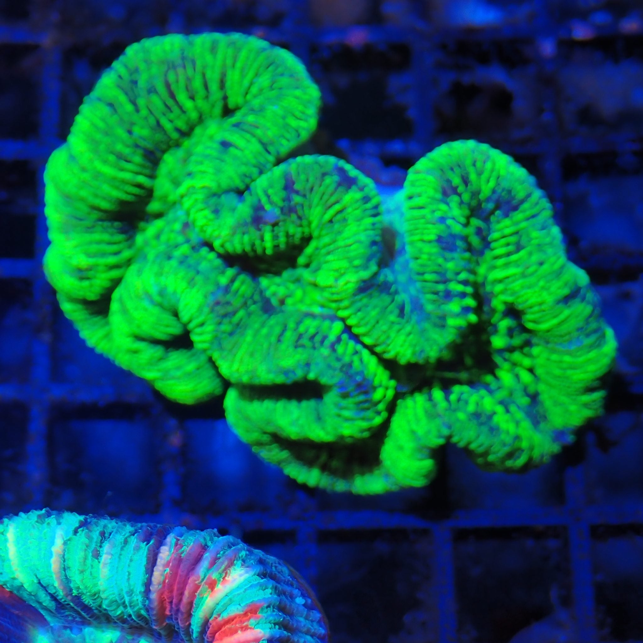 Trachyphyllia (Open Brain) AA003 | Trachyphyllia geoffroyi