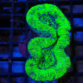 Trachyphyllia (Open Brain) AA005 | Trachyphyllia geoffroyi