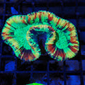 Trachyphyllia (Open Brain) AA006 | Trachyphyllia geoffroyi