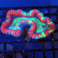 Trachyphyllia (Open Brain) AA007 | Trachyphyllia geoffroyi