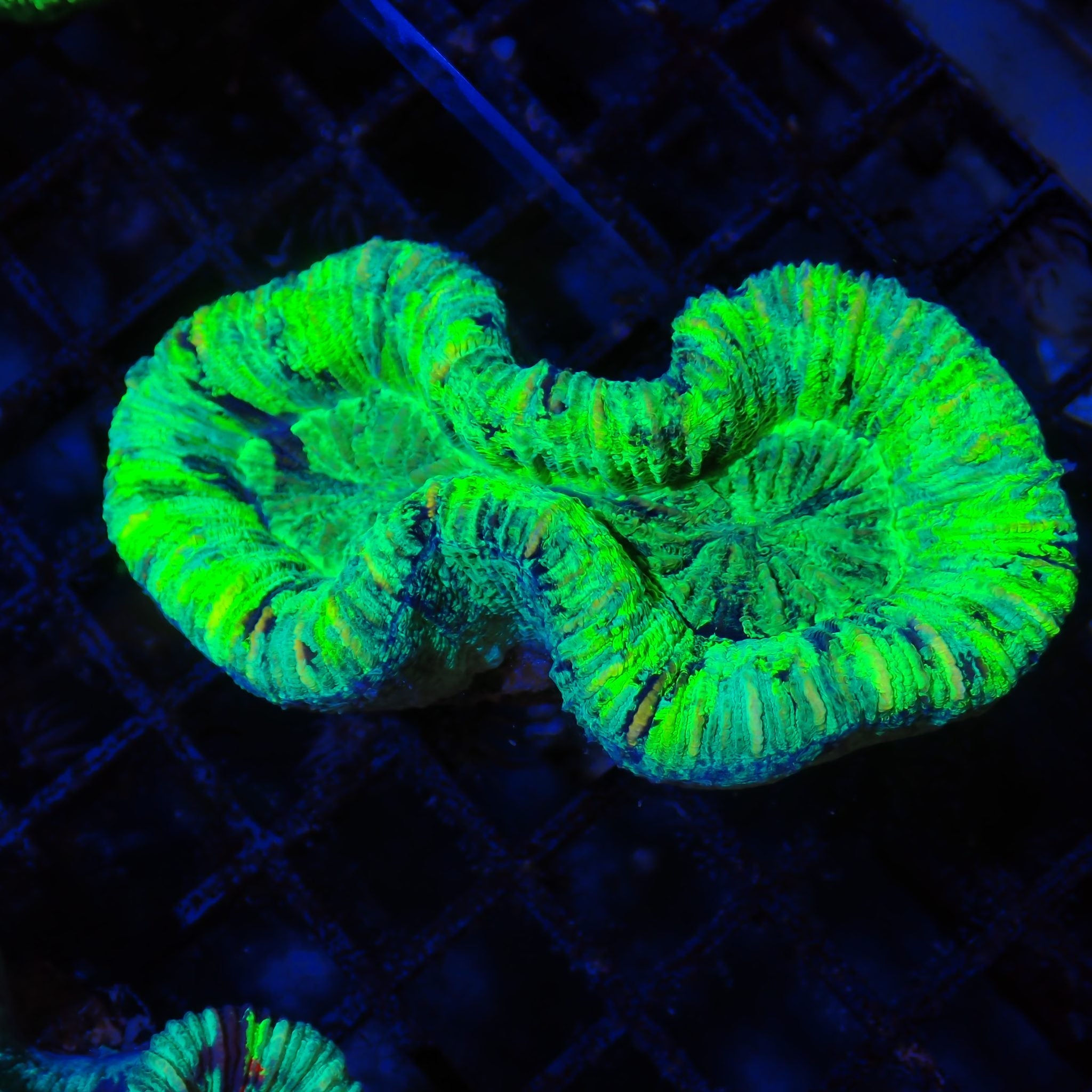 Trachyphyllia (Open Brain) AA008 | Trachyphyllia geoffroyi