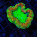 Trachyphyllia (Open Brain) AA009 | Trachyphyllia geoffroyi